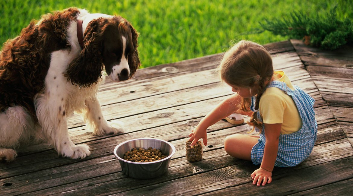 Dog food products - buy now