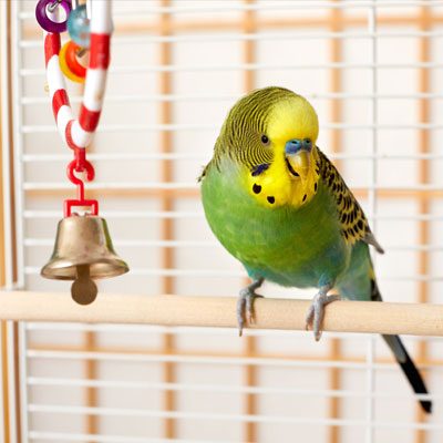 Cage Birds