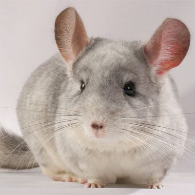 Chinchilla & Degus