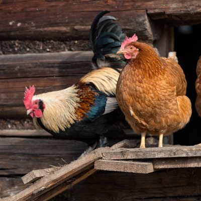 Poultry