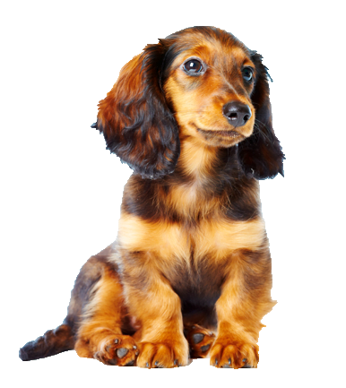 Puppy Food