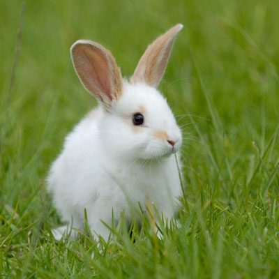 Rabbits & Guinea Pigs