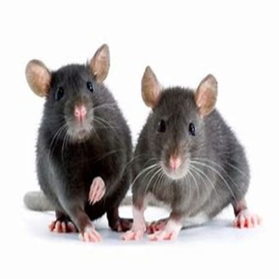 Rats and Mice