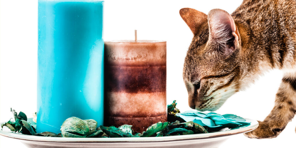 Pet odour candles are available to order online from Newcastle Pet Supplies