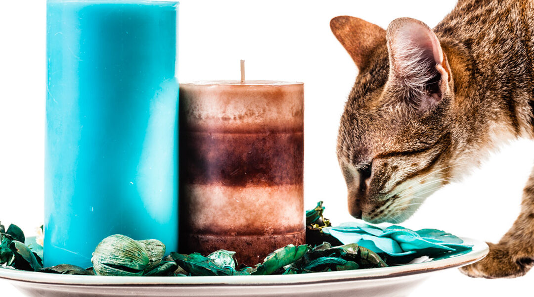 Pet odour candles are available from our store today