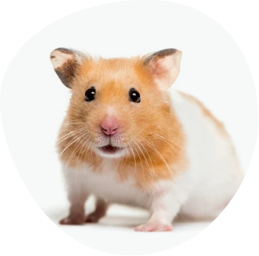 Small Animals