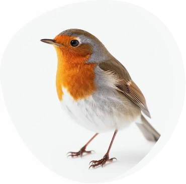 Wild Birds & Hedgehogs