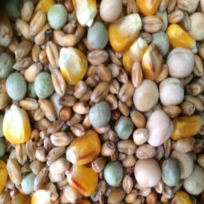Pigeon Corn