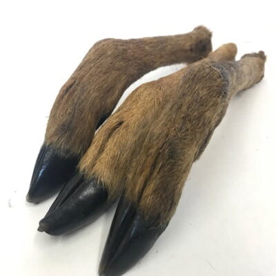 Large Natural Venison Leg with Hair