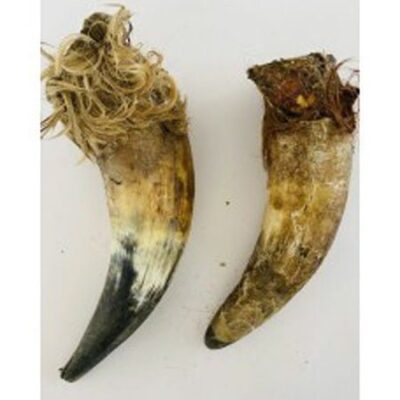 Anco Naturals Cow Horns