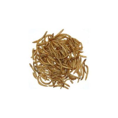 Mealworms 500g