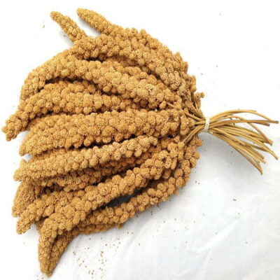 Millet Seed (large)