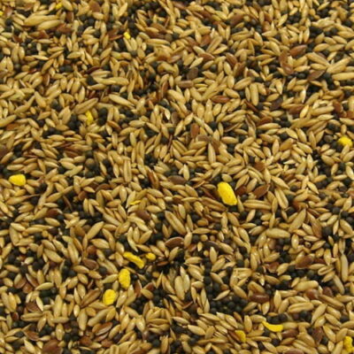 Mixed Canary Seed