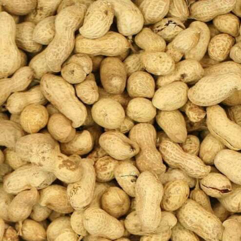 Nuts in Shell - (Monkey Nuts)