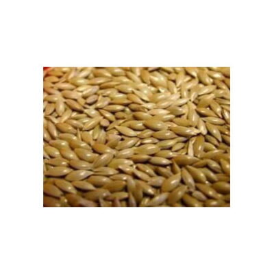 Plain Canary Seed