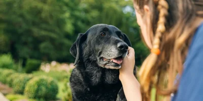 Hypoallergenic Dog Food