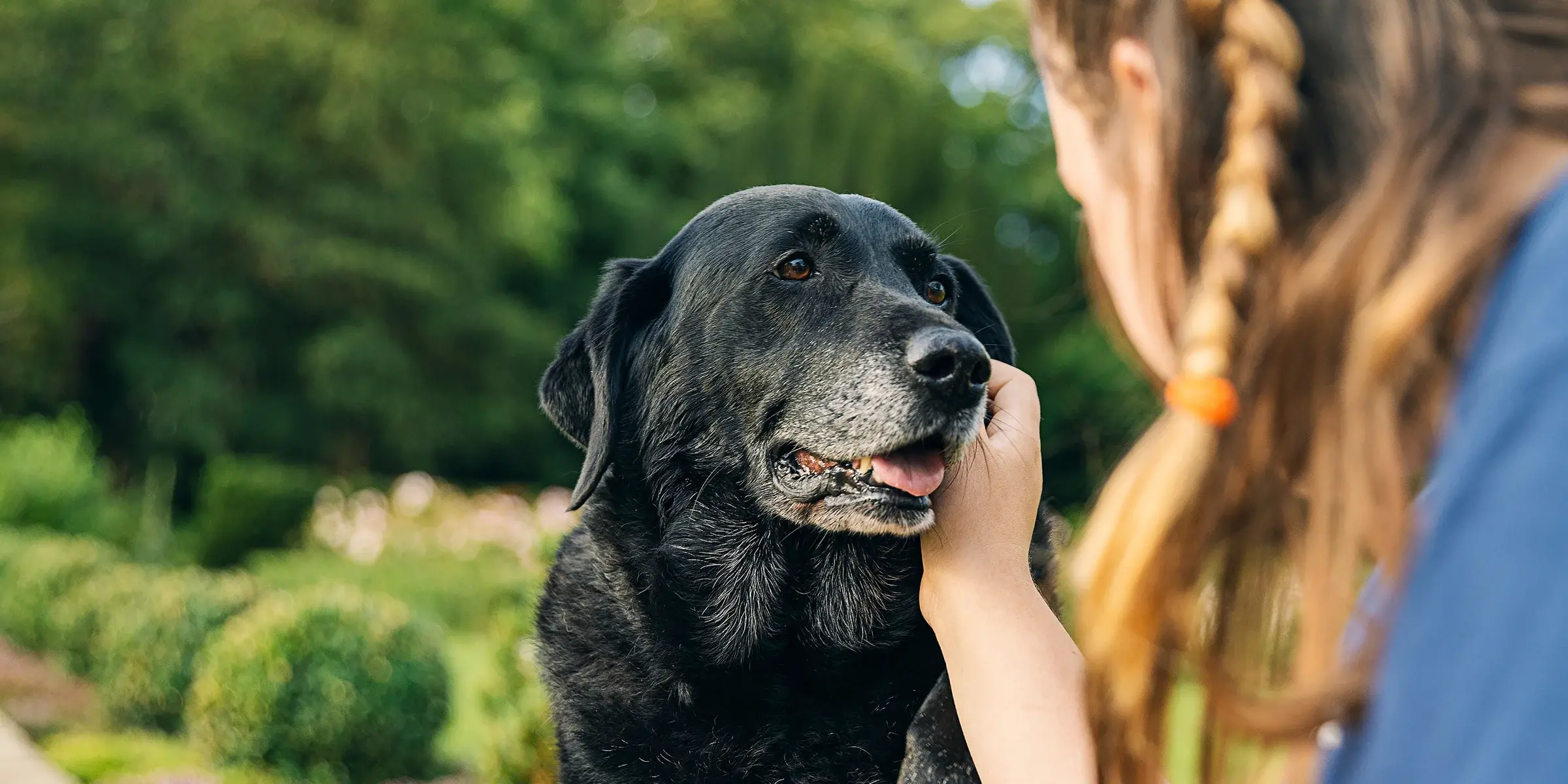 Looking After Your Older Dog? Here's Why Quantum Food Matters More Than Ever