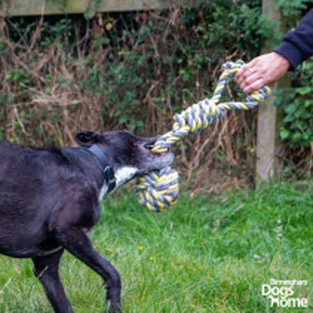 Jumbo Rope Tugger - Image 2