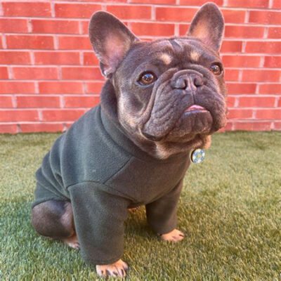 French Bulldog / Pug 2 Leg Fleece Suit
