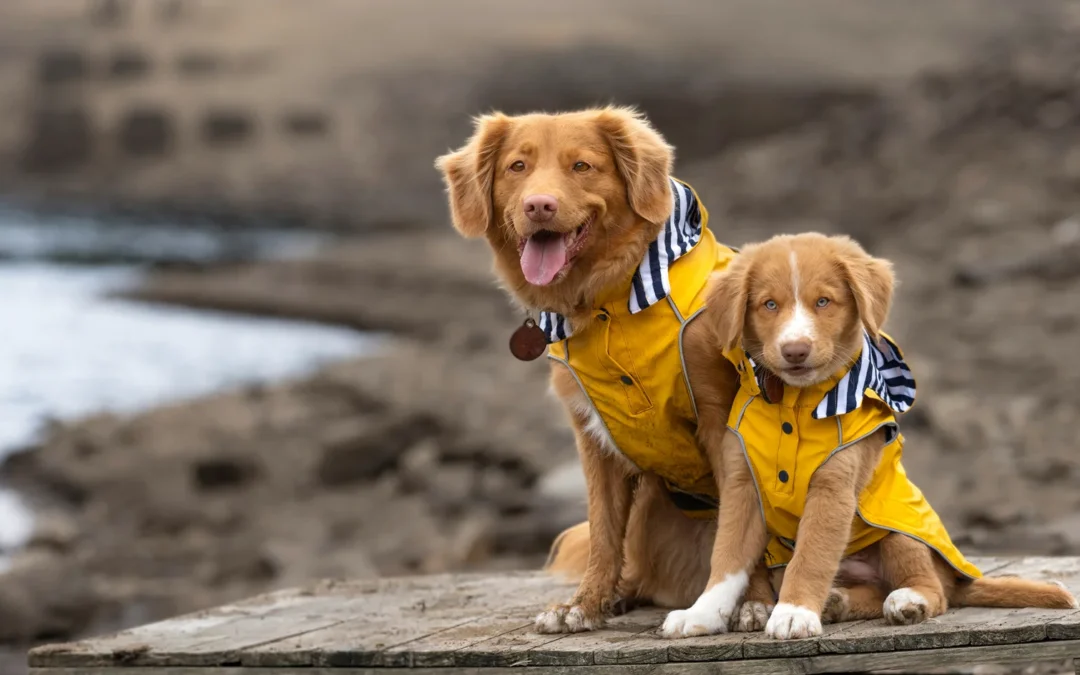 Best Dog Coats to Keep Your Dog Warm with Winter Dog Coats in Cold Weather
