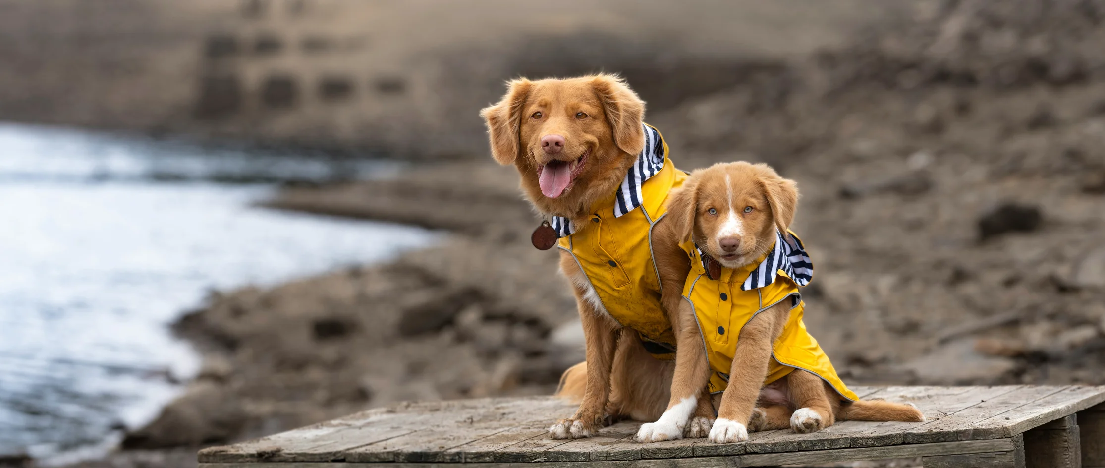 Curated visual reference: Gallery Detail: Best Dog Coats Uk To Keep Your Dog Warm With