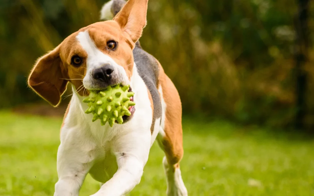 Indestructible Dog Toys to Keep Pups Busy Indoors & Outdoors