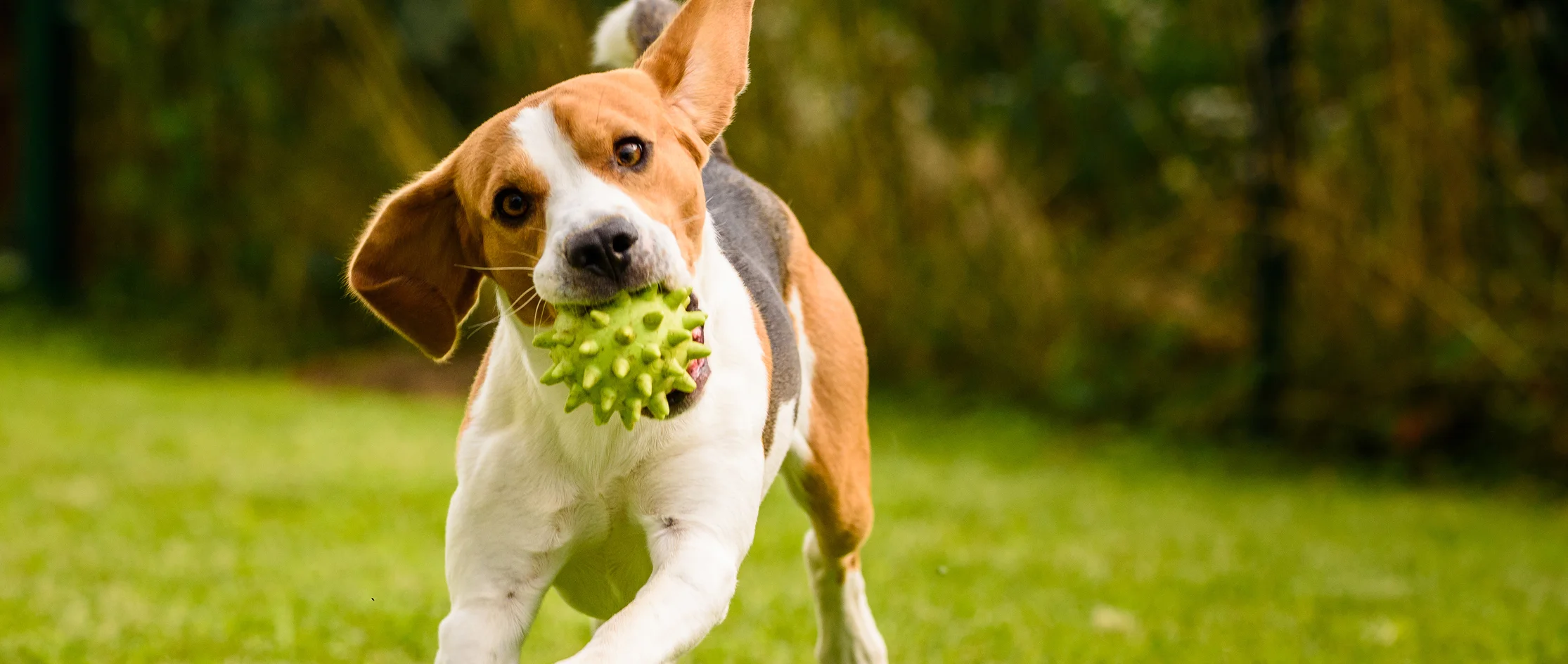 indestructible dog toys
