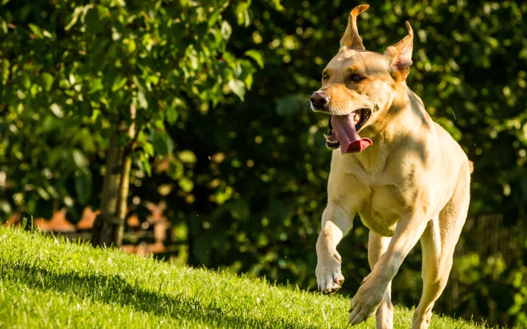 Learn What The Best Joint Supplements for Dogs Are
