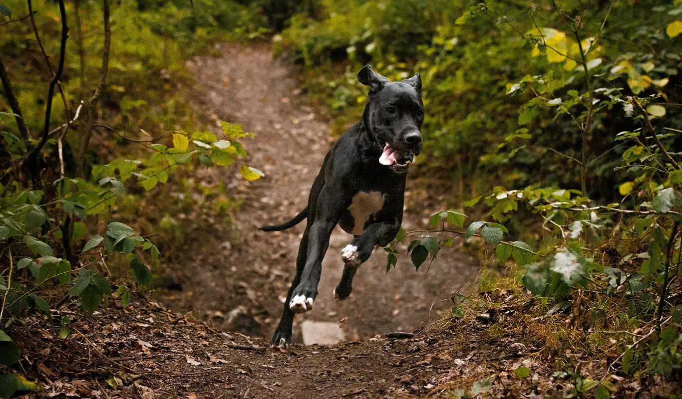 joint supplements for dogs