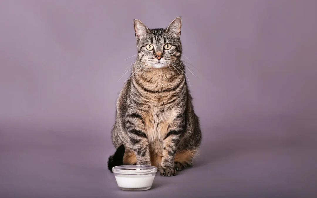 Can Cats Drink Milk?