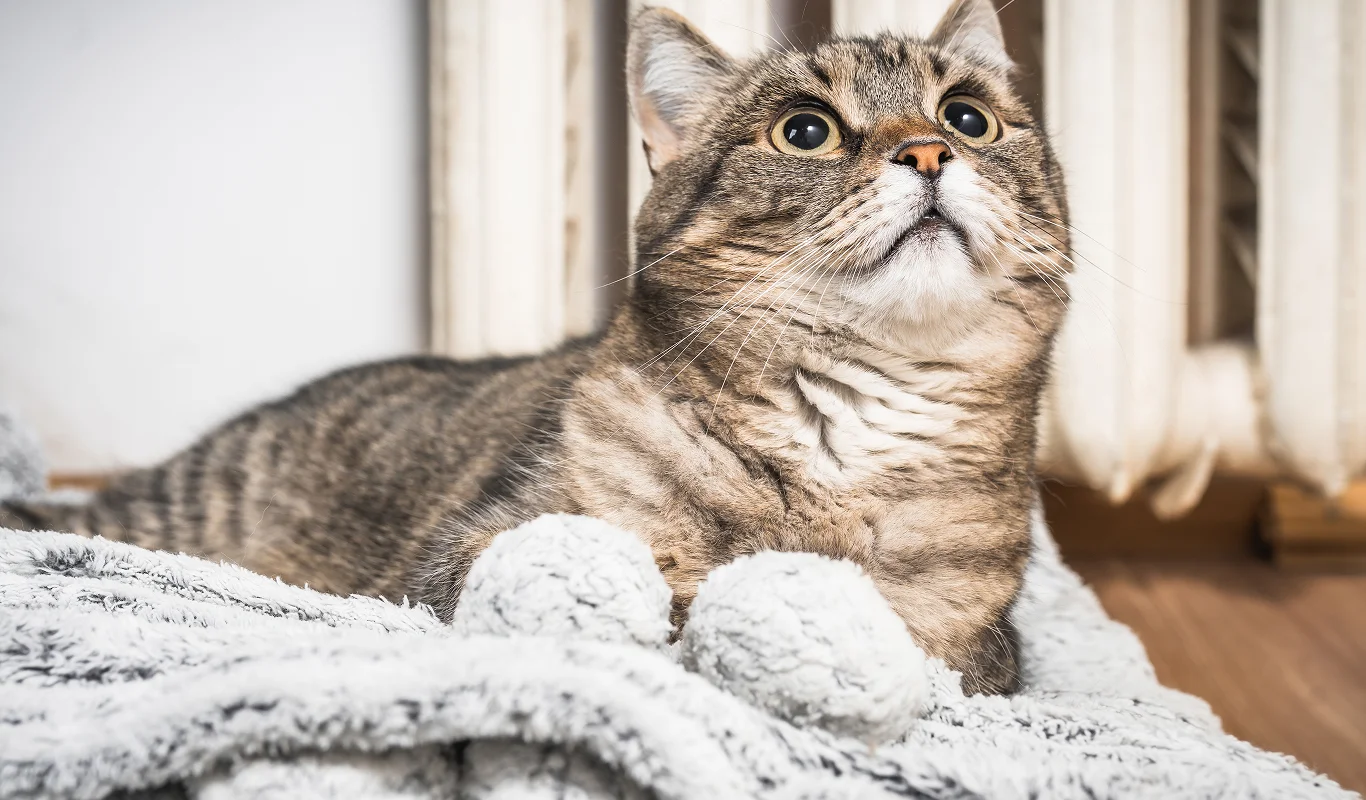 keeping cats warm in winter, newcastle pets