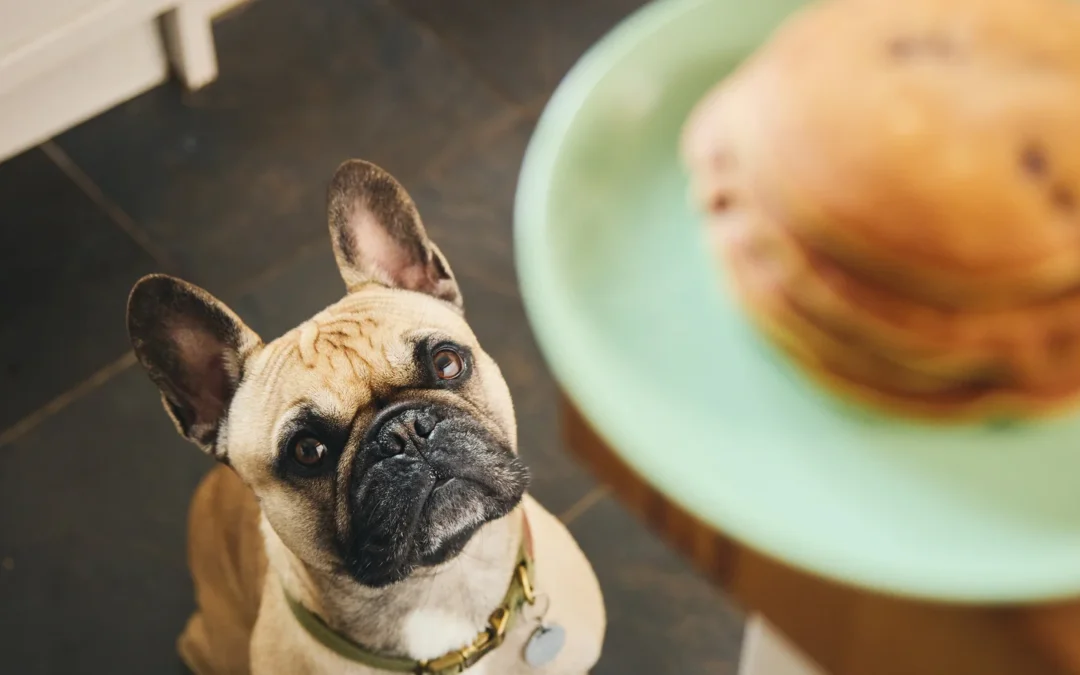 Can Dogs Eat Pancakes?