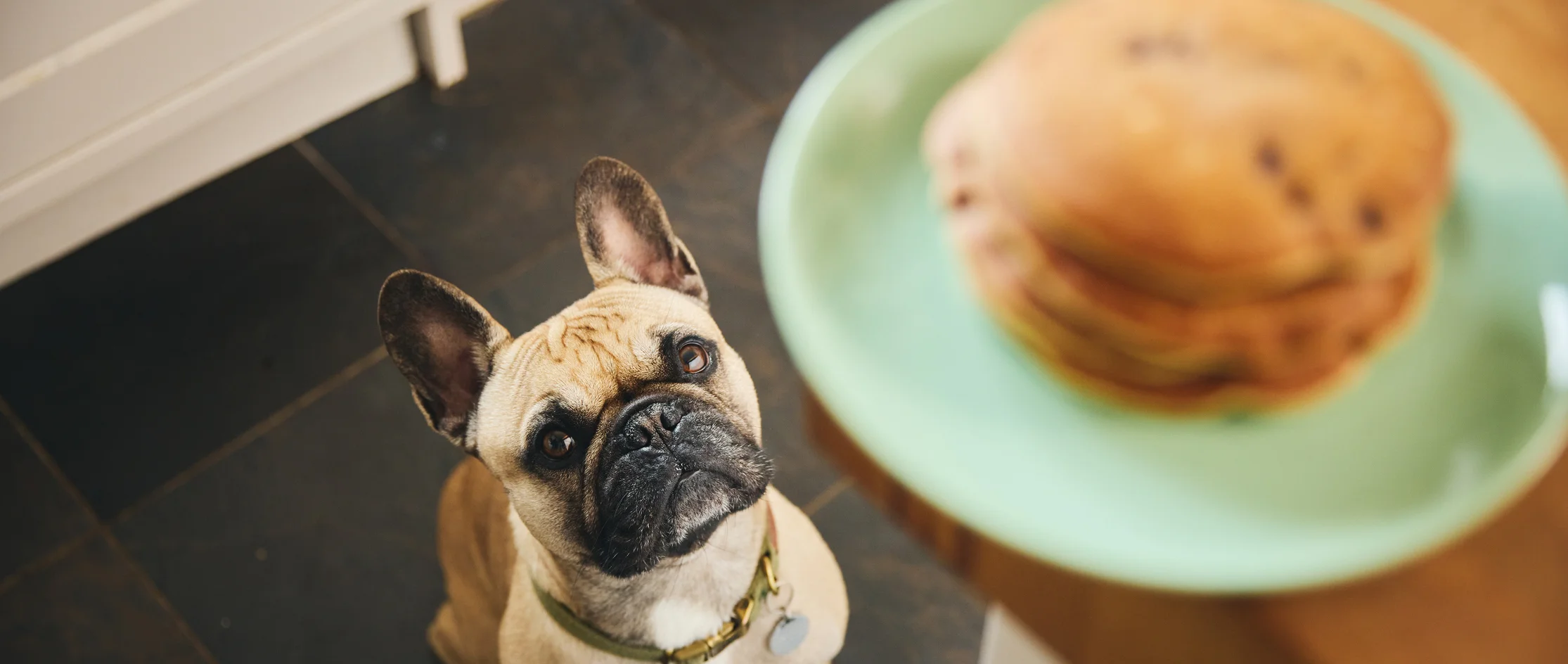 Can Dogs Eat Pancakes - Featured Image