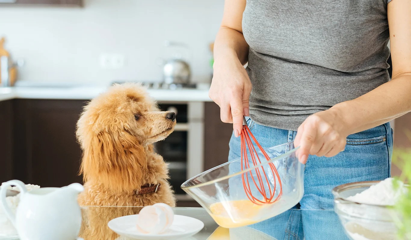 Can dogs eat pancakes? Pancake day, Newcastle Pets