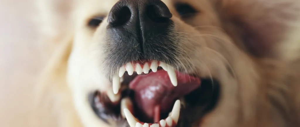 how often to brush dog teeth
