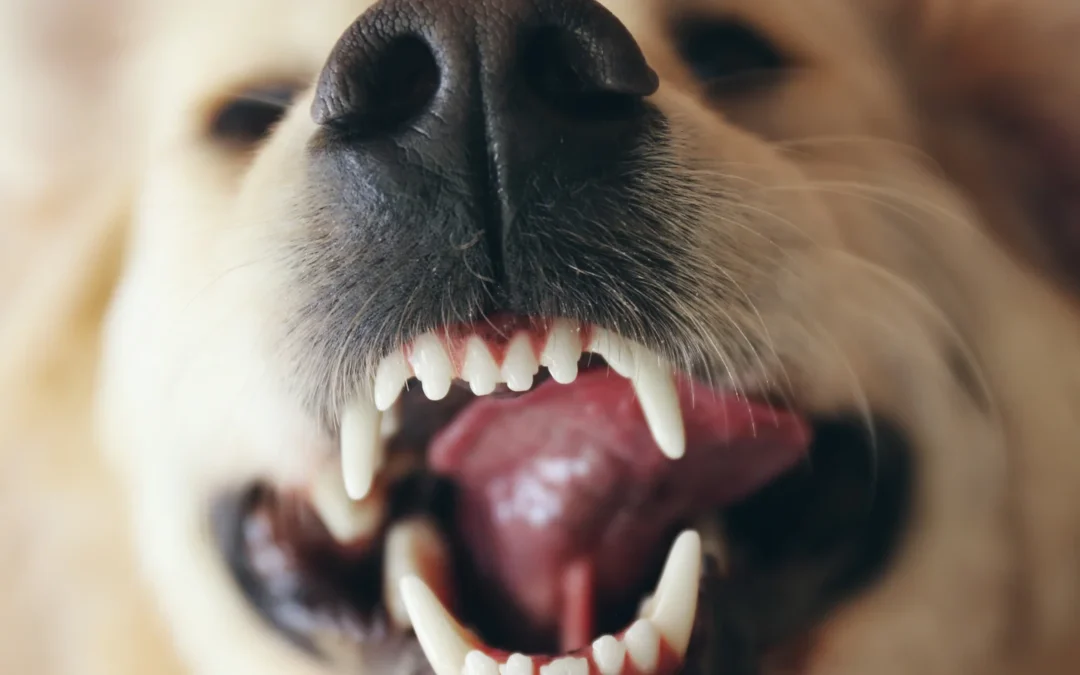 how often to brush dog teeth