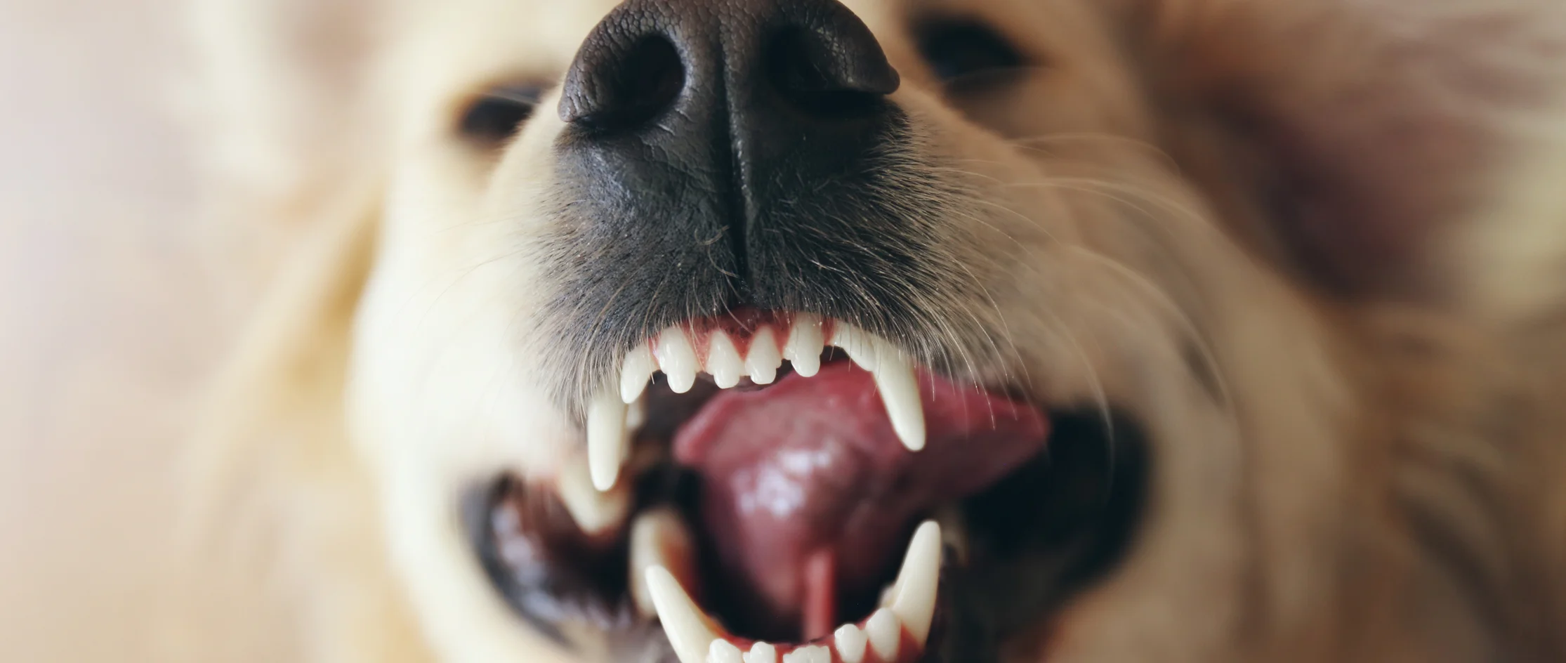 how often to brush dog teeth