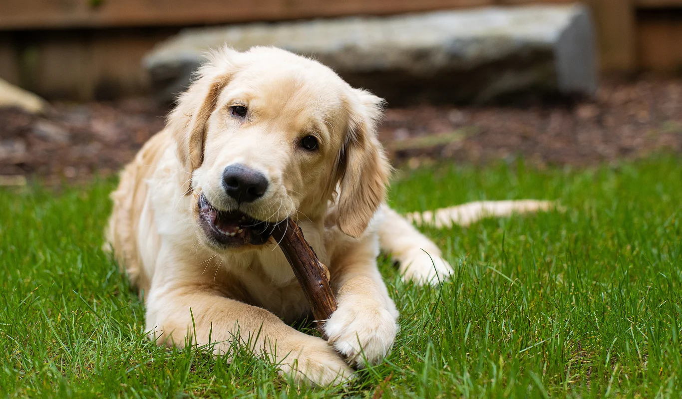 how often to brush dog teeth - dental hygiene for dogs