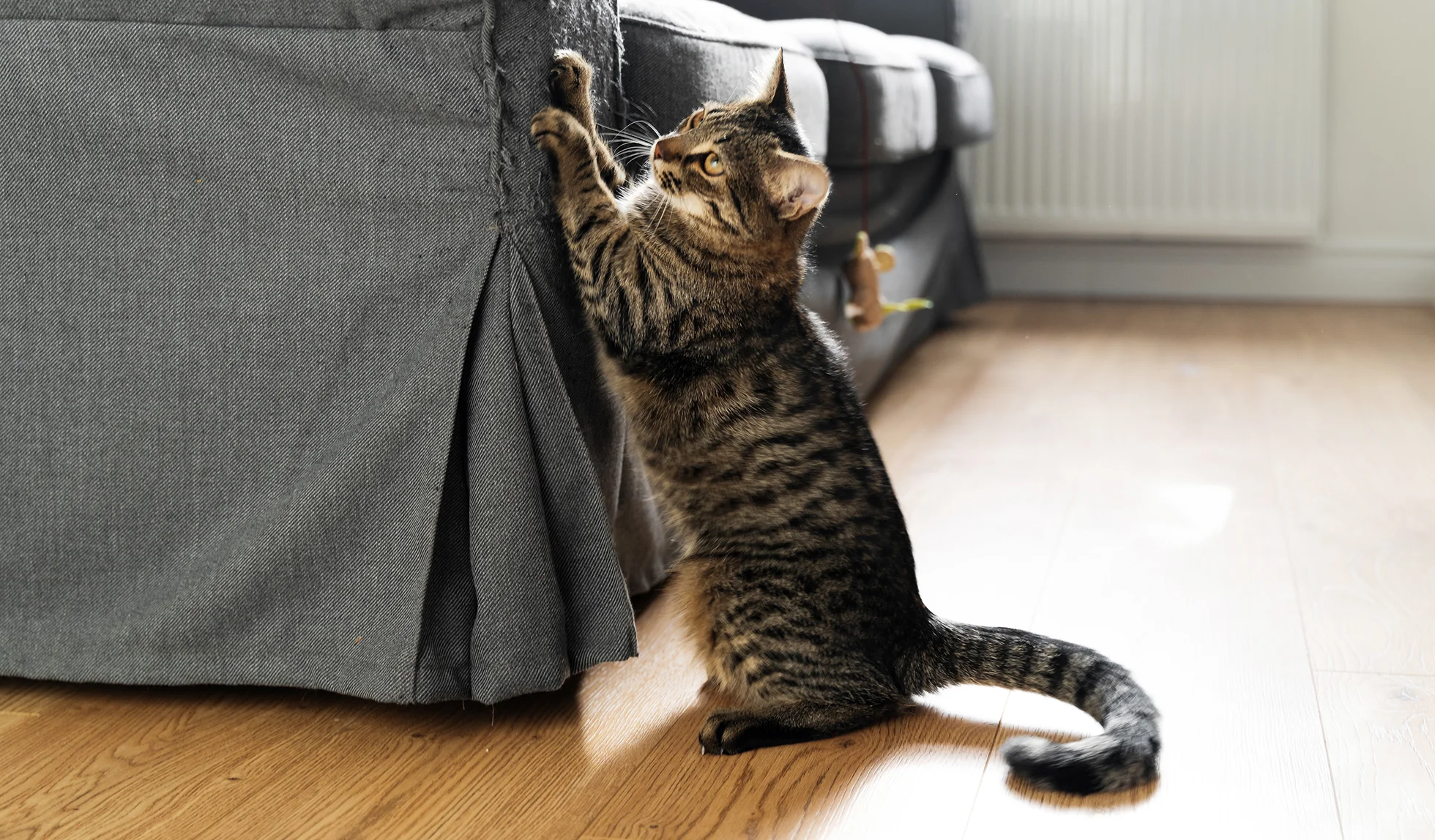 cat-scratching-furniture-blog-featured How can you stop a cat from scratching the furniture