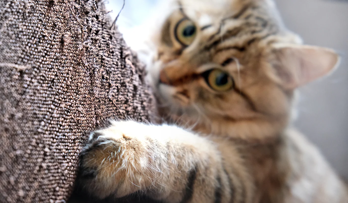 Cat scratching a textured sofa.