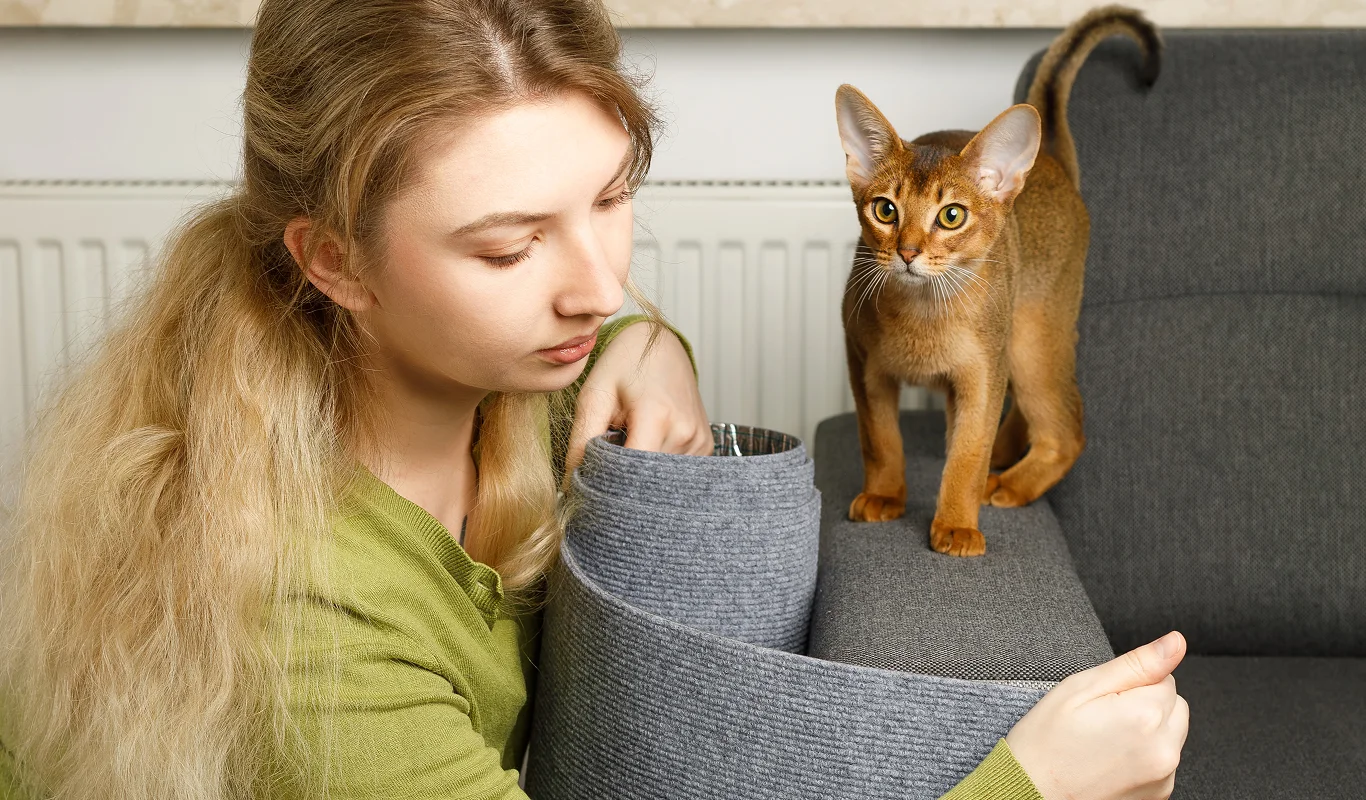 Cat owner putting scratch cover on furniture