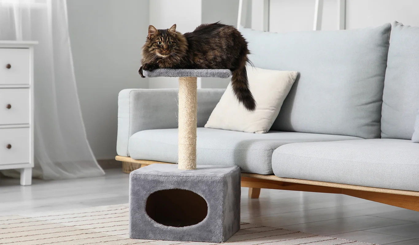 Cat sat on top of scratching post tree