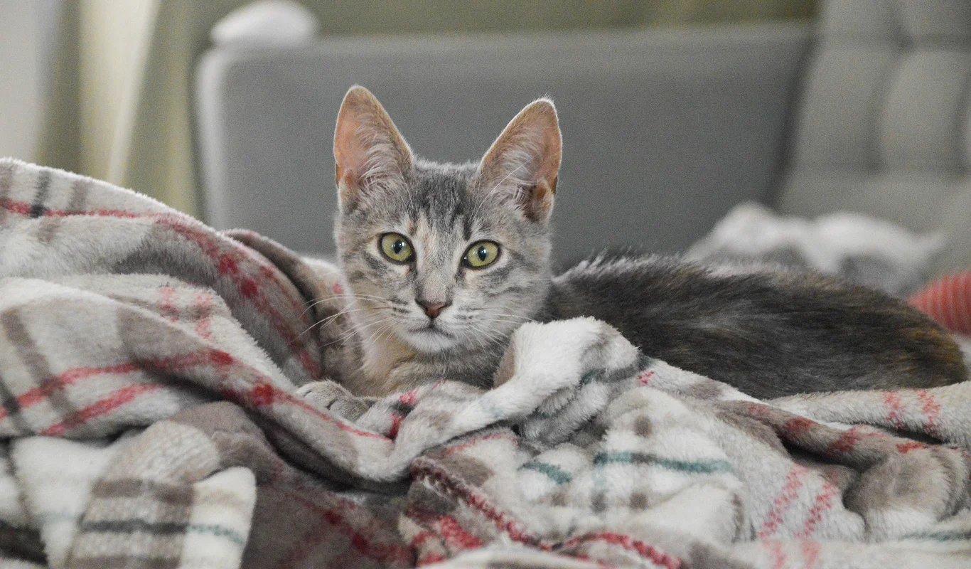 Relaxed cat resting on blanket