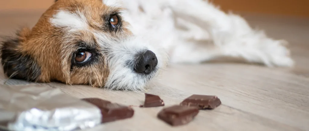 What to do if your dog eats chocolate