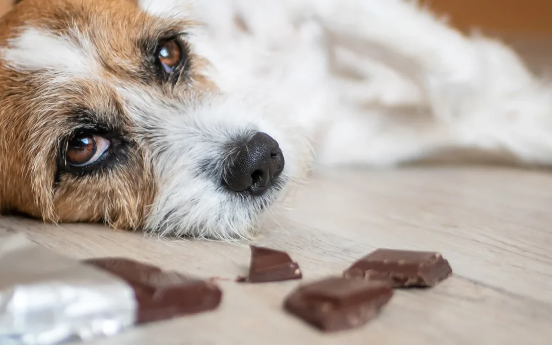 What to Do If Your Dog Eats Chocolate: Key Signs