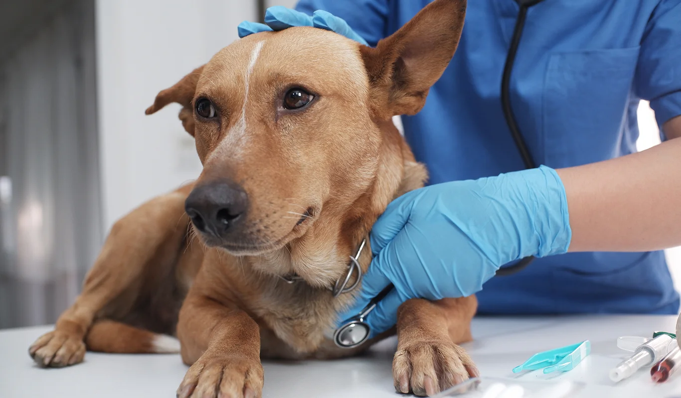 Dog at the vets being checked after eating chocolate