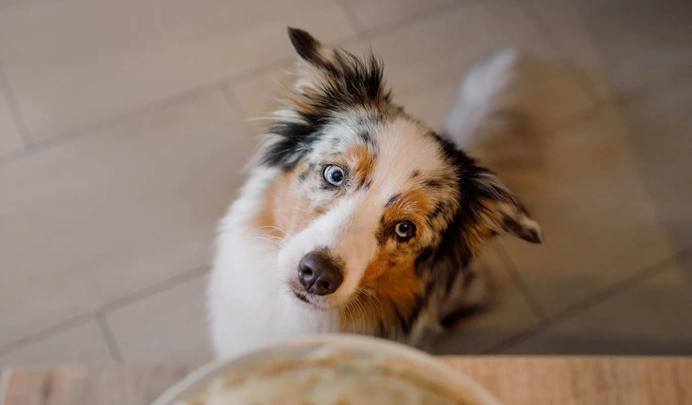 Dog looking up at bowl of chocolate on kitchen worktop