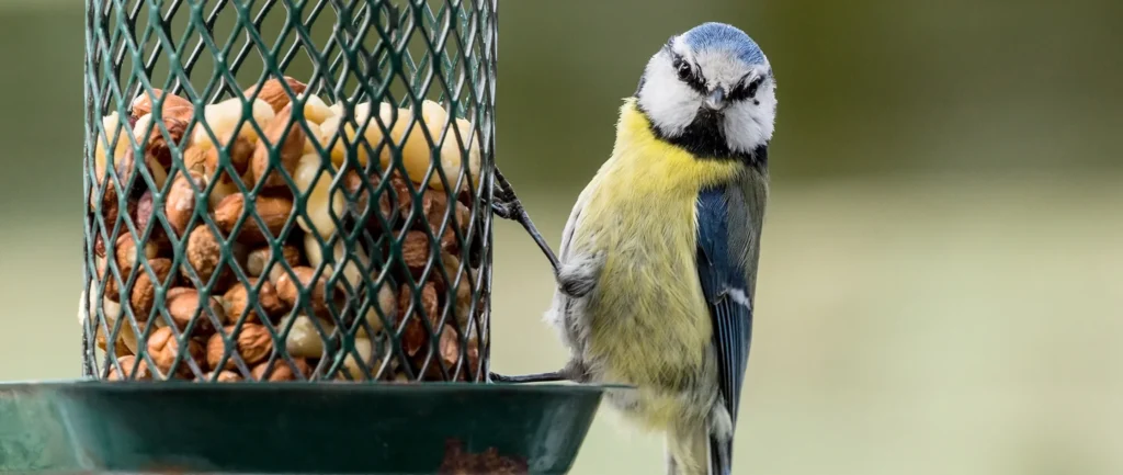 garden bird feeding from peanut feeder