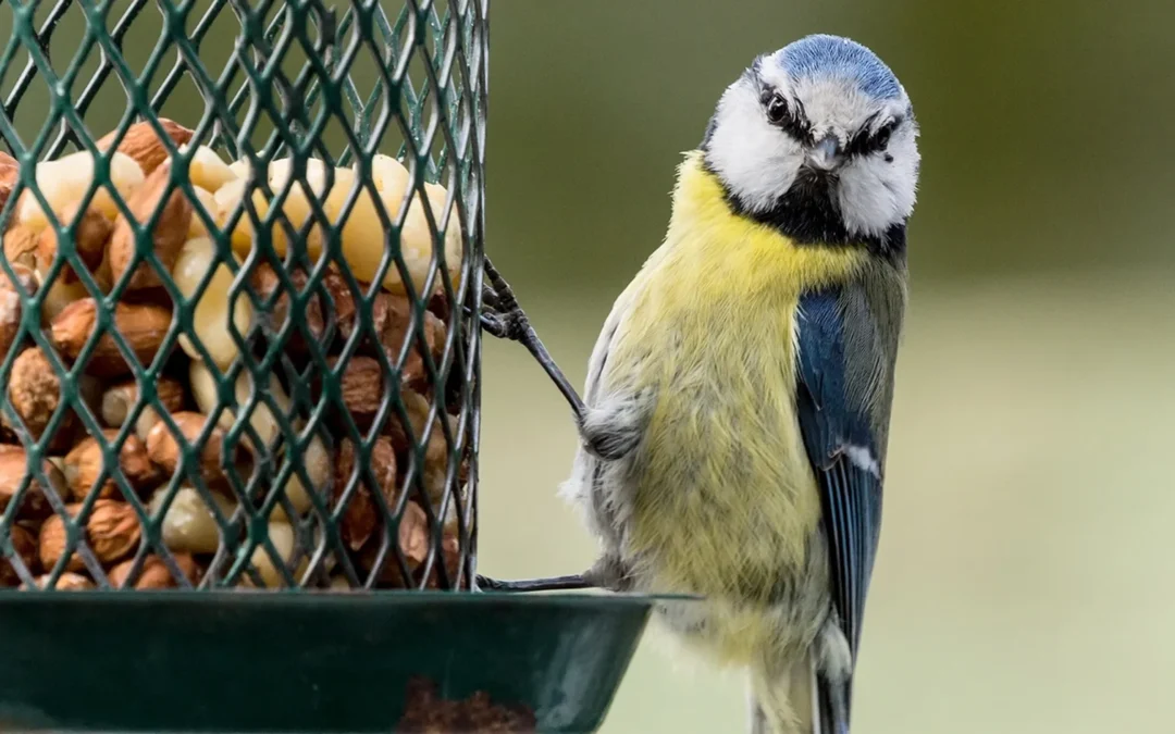 The Complete Guide to Bird Feeding in Your Garden