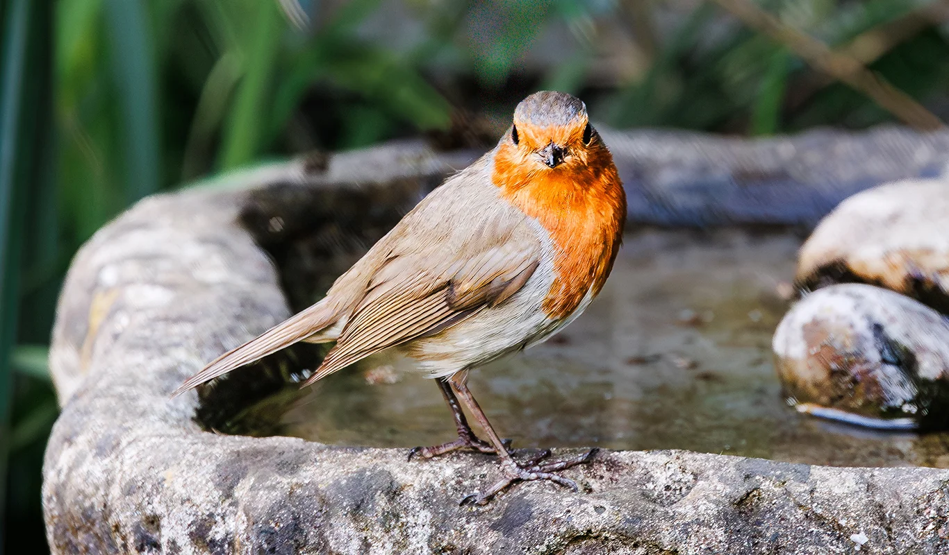Robin perched next to bird bath